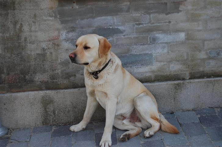 Labrador retriever Zack - "tykke mig, naboen har noget godt grisefoder" billede 19
