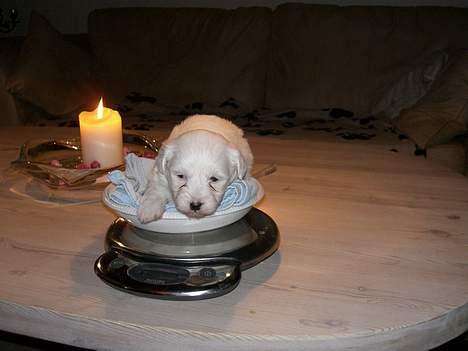 Coton de tulear Oskar - Her er Oskar på vægten. Lille og lækker!!!!!! billede 9