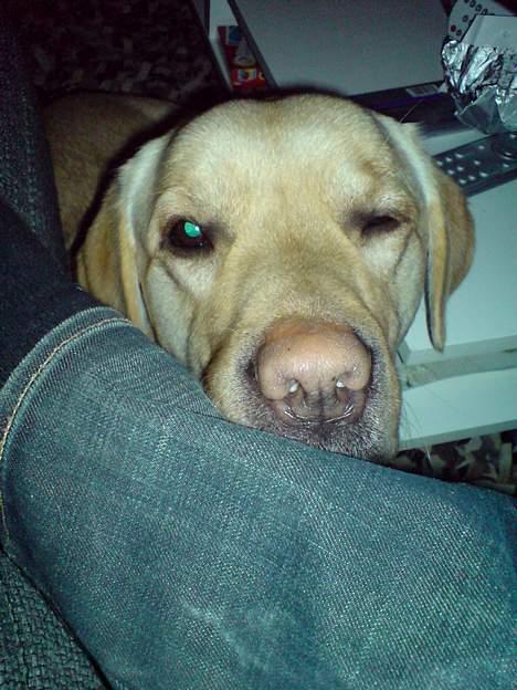 Labrador retriever Zack - "dejligt at i kiggede forbi - håber vi ses igen en anden gang" billede 20