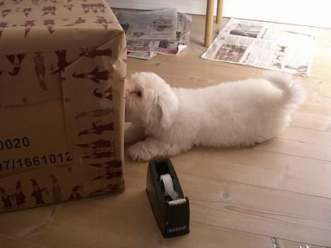 Coton de tulear Oskar - Her hjælper Oskar mor med at pakke min julegave ind. Hjælp og hjælp, næh det synes min mor ikke. billede 10