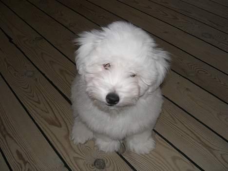 Coton de tulear Oskar - Er jeg ikke sød? billede 12