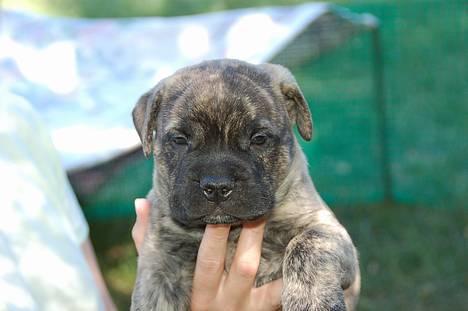 Bullmastiff  Anno " vi savner dig" billede 7