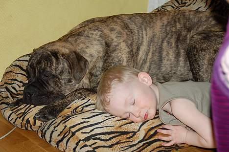 Bullmastiff  Anno " vi savner dig" billede 8