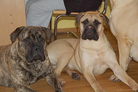 Bullmastiff Bullsaint's afra  billede 7