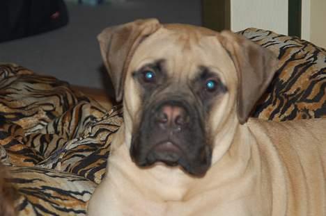 Bullmastiff Bullsaint's afra  billede 8