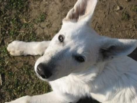 Hvid schæfer Nice'nwise Groucho Nicki billede 13