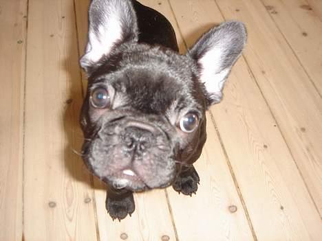 Fransk bulldog Helimo's Mocca billede 17