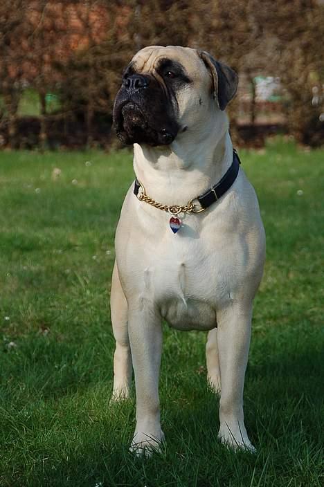 Bullmastiff  Danish Lilo billede 9