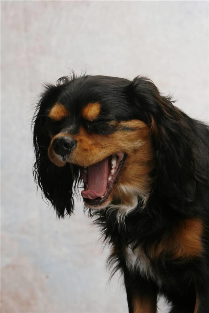 Cavalier king charles spaniel Trolle - gab, nu gider Trolle ikke være fotomodel længere billede 19