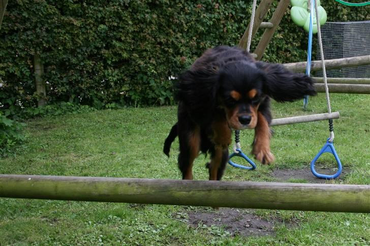 Cavalier king charles spaniel Trolle - HOPPPPPPP billede 20