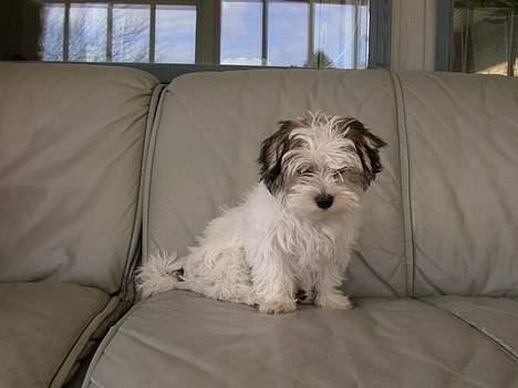 Malteser speiki - Er jeg ikke bare dejlig? Skal vi lege? billede 1