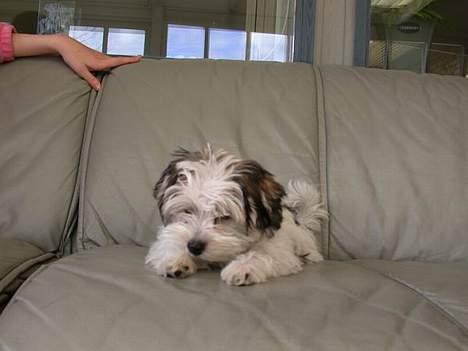 Malteser speiki - Det er hårdt når man kun er 12 uger gammel. billede 2