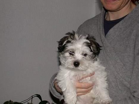 Malteser speiki - En tur med mor. billede 3