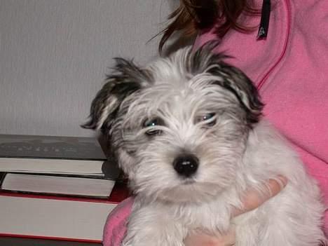 Malteser speiki - Og en tur med min bedste ven. billede 4