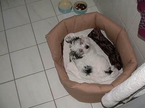 Malteser speiki - Nå er det bare dig!? billede 5