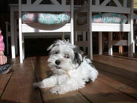 Malteser speiki - Vil du tygge med? billede 6