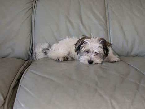 Malteser speiki - Træt? det er jeg. billede 7