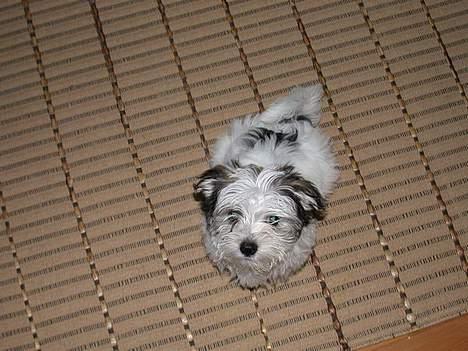 Malteser speiki - Hej igen. billede 8