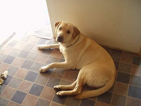 Blanding af racer Rocky billede 1