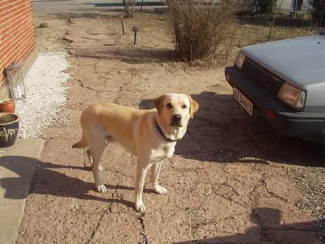 Blanding af racer Rocky billede 2