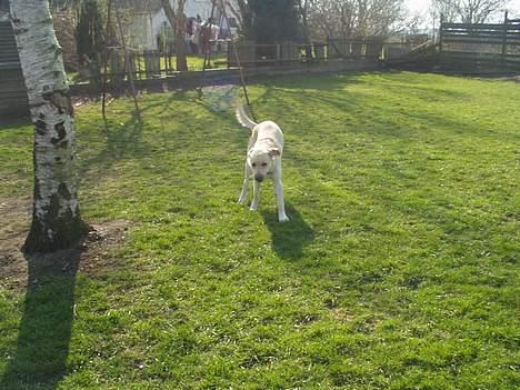 Blanding af racer Rocky billede 4