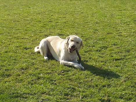 Blanding af racer Rocky billede 5