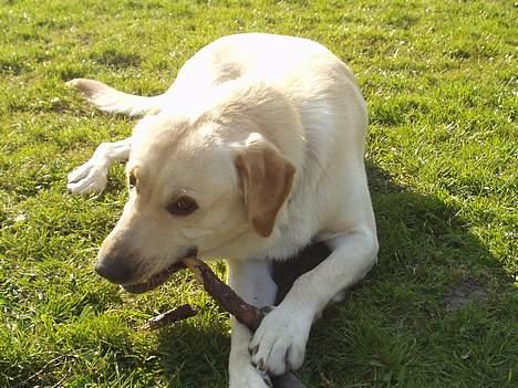 Blanding af racer Rocky billede 6