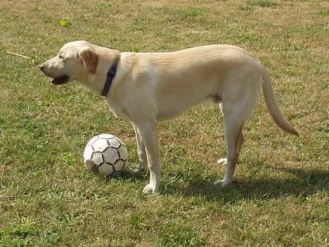 Blanding af racer Rocky billede 7