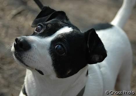 Dansk svensk gaardhund Rip Mia billede 1