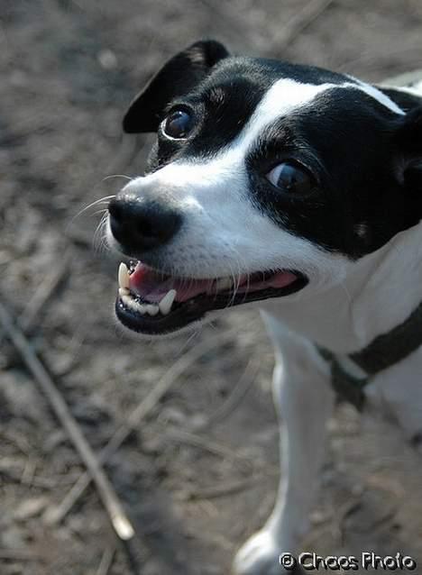 Dansk svensk gaardhund Rip Mia billede 2