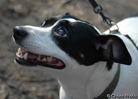 Dansk svensk gaardhund Rip Mia billede 3