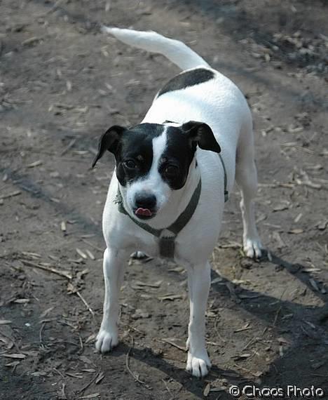 Dansk svensk gaardhund Rip Mia billede 4