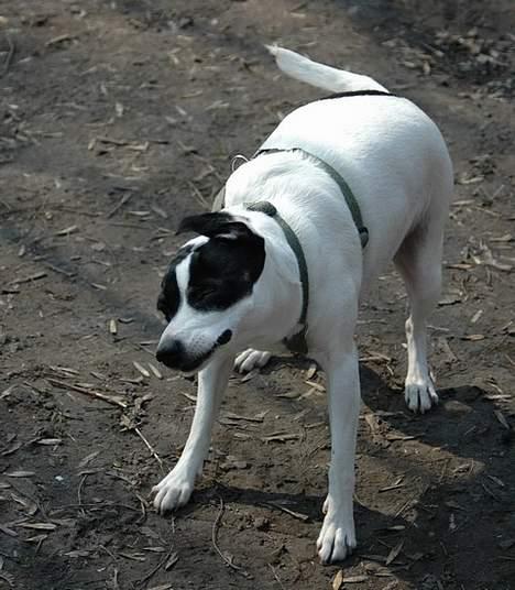 Dansk svensk gaardhund Rip Mia billede 5