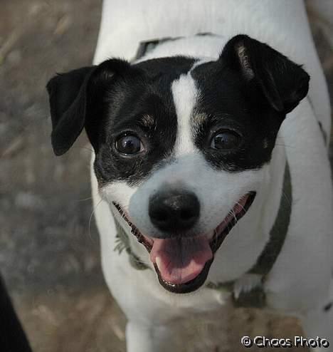 Dansk svensk gaardhund Rip Mia billede 6