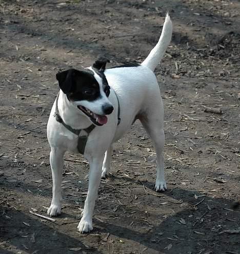 Dansk svensk gaardhund Rip Mia billede 7