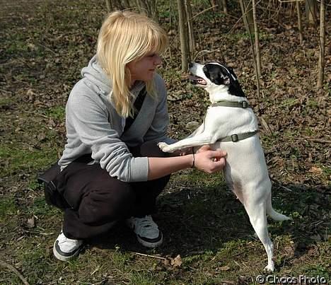 Dansk svensk gaardhund Rip Mia billede 8