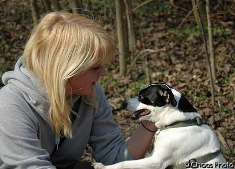 Dansk svensk gaardhund Rip Mia billede 9