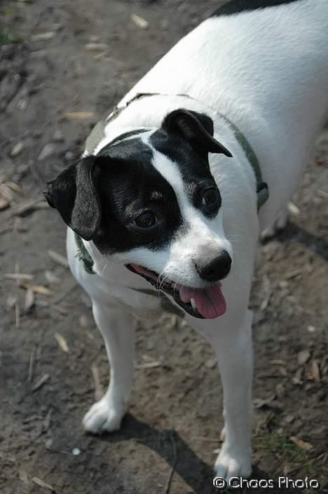 Dansk svensk gaardhund Rip Mia billede 10