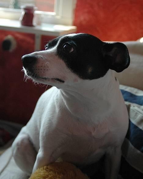 Dansk svensk gaardhund Rip Mia billede 11