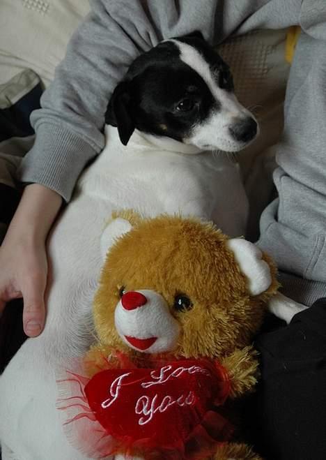 Dansk svensk gaardhund Rip Mia billede 12