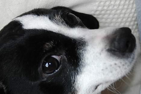 Dansk svensk gaardhund Rip Mia billede 13