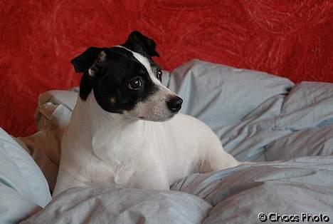 Dansk svensk gaardhund Rip Mia billede 14