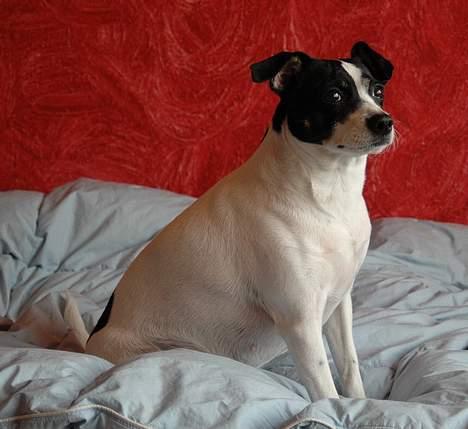 Dansk svensk gaardhund Rip Mia billede 15