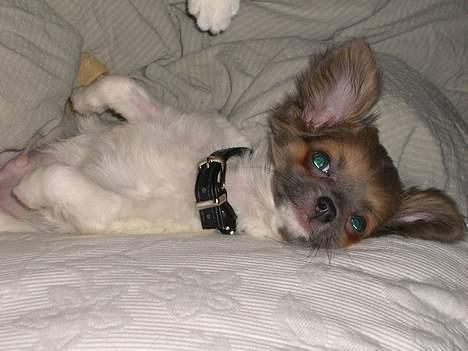 Chihuahua Chiqo billede 11