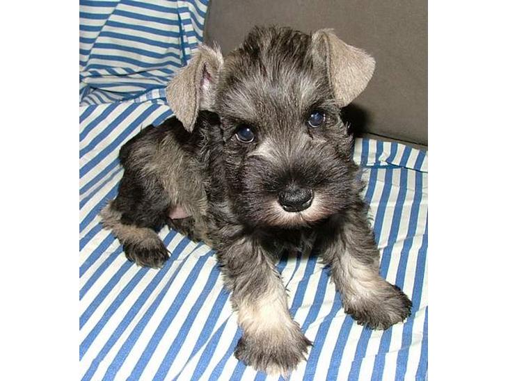 Dvaergschnauzer Solimans A Taste Of Honey - 6 uger gammel, da vi var ovre og vælge hende billede 1