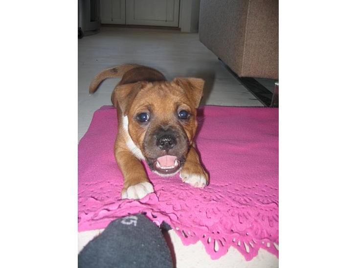 Staffordshire bull terrier ENVY - hejsa.... og velkommen til min profil..... billede 1