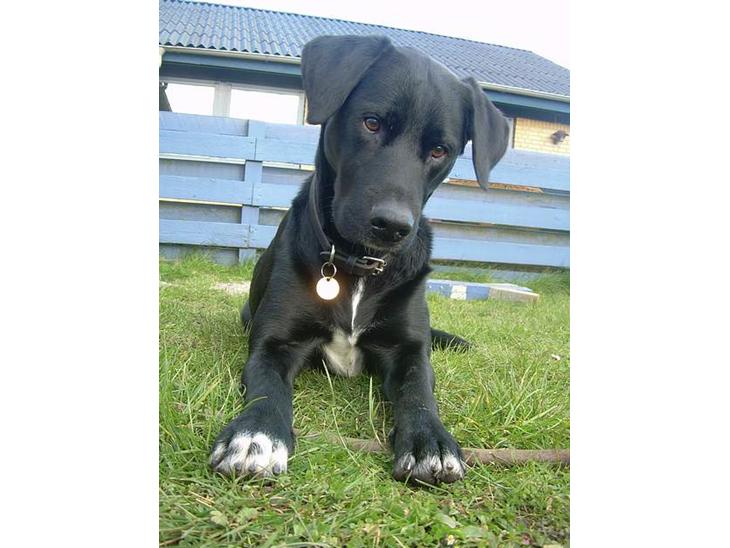 Labrador retriever Lucas - jeg kan ikke klare flere billeder billede 1