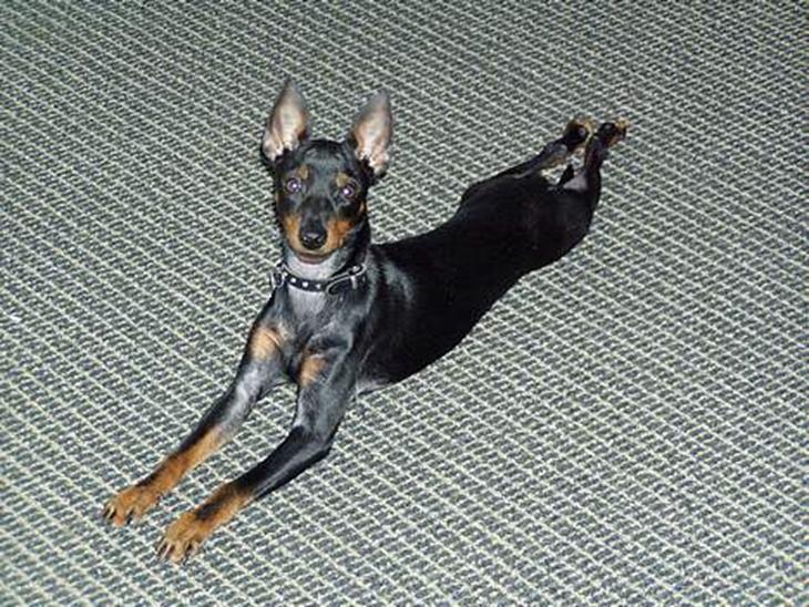 Engelsk toy terrier Fifi Gong Gong    - Fifi Gong Gong Frederiksen ;0) tidligere jkendt under navnet Fifi Madsen. Gong Gong er tilføjet fordi vi her hejmme alle har lidt underlige mellemnavne..så skal Fifi da også ha et hi hi ;=) billede 1