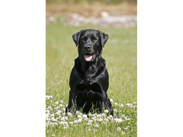 Labrador retriever Tjalfe - Velkommen til Tjalfe´s profil :O)   billede 1