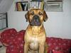 Boerboel sakai